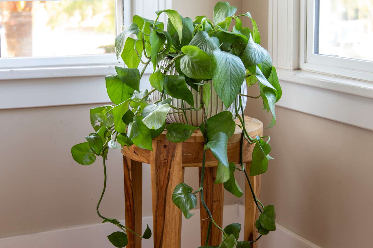 Does Pothos Like Acidic Soil? Easy Guide to the Perfect Pothos Care