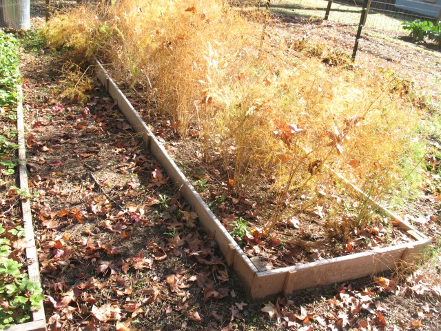 Winter Care of Asparagus Plants: What to Do? Keep Your Plants Safe All Winter Long.