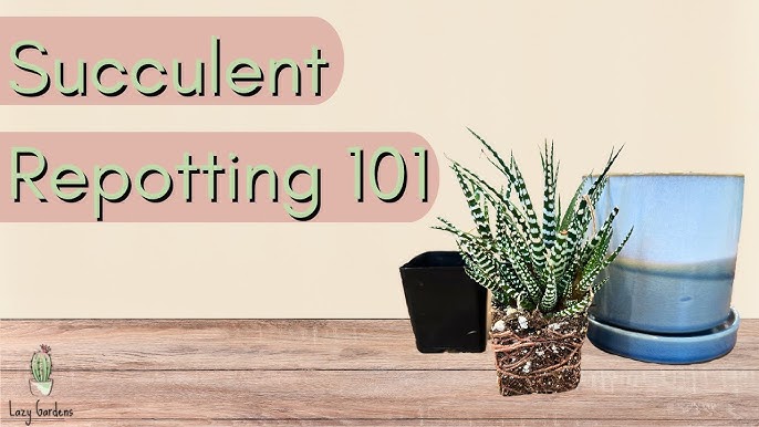 Do You Water Succulents After Repotting? Heres a Simple Watering Guide!
