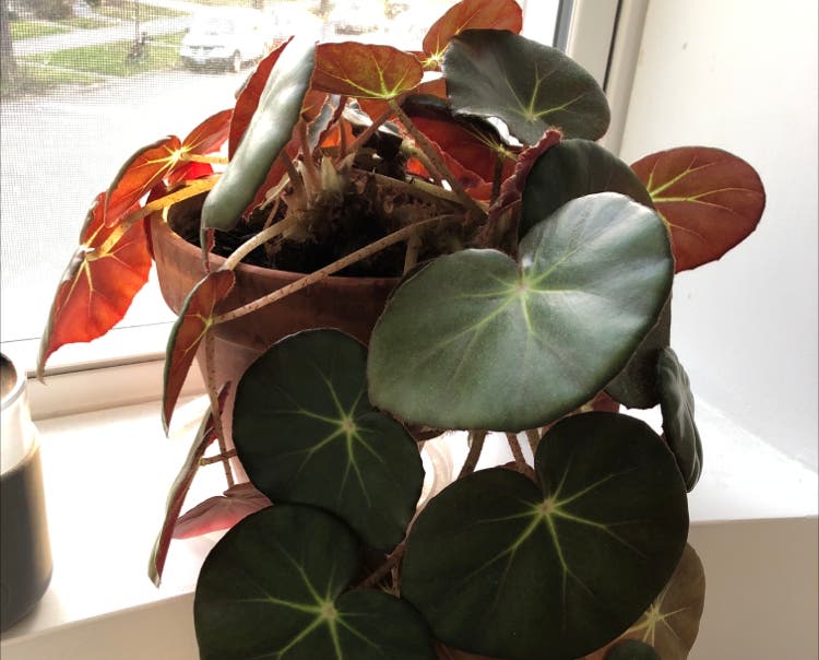 Begonia Temperature Limits: Avoid These Common Mistakes!