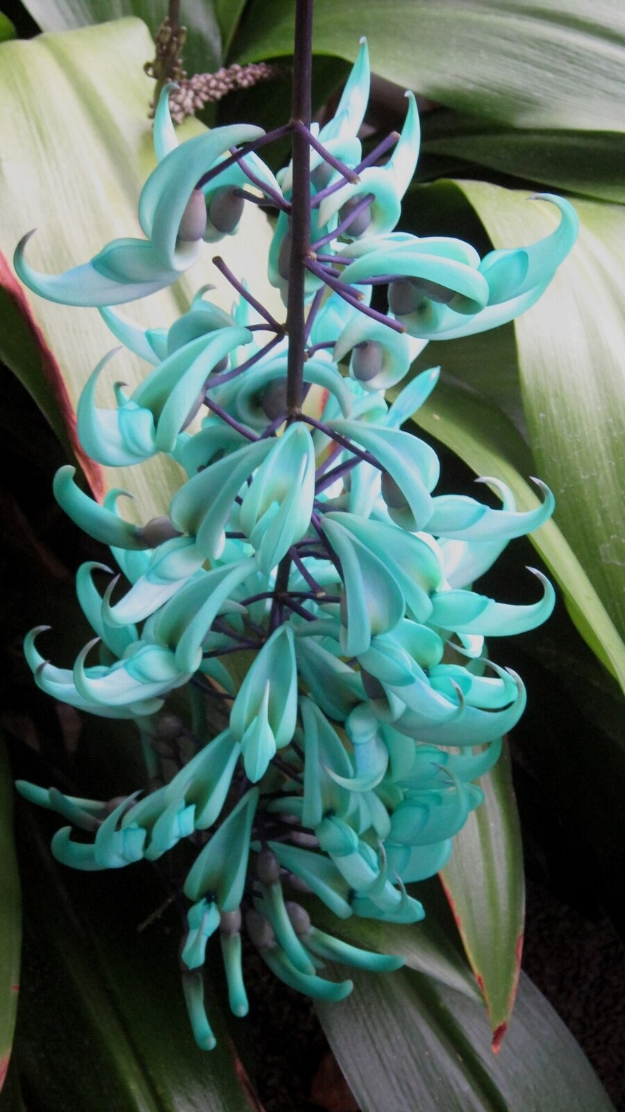 What Are Flowers of the Blue Moon? Discover These Rare and Magical Blooms!