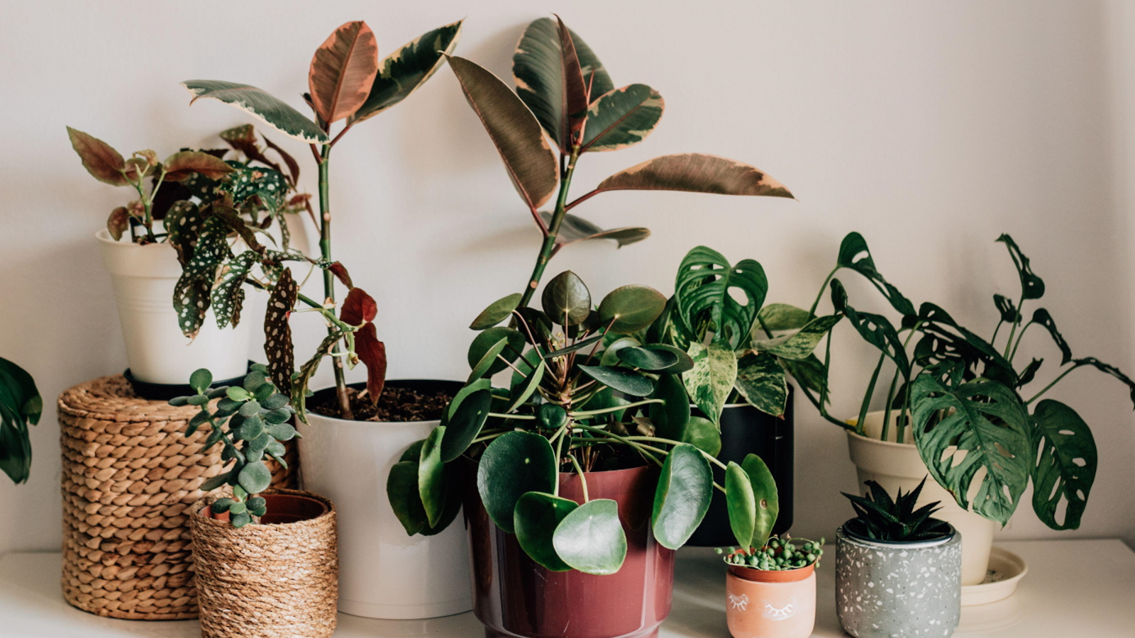 Indoor plants that can withstand cold: Top choices for low-temperature homes!