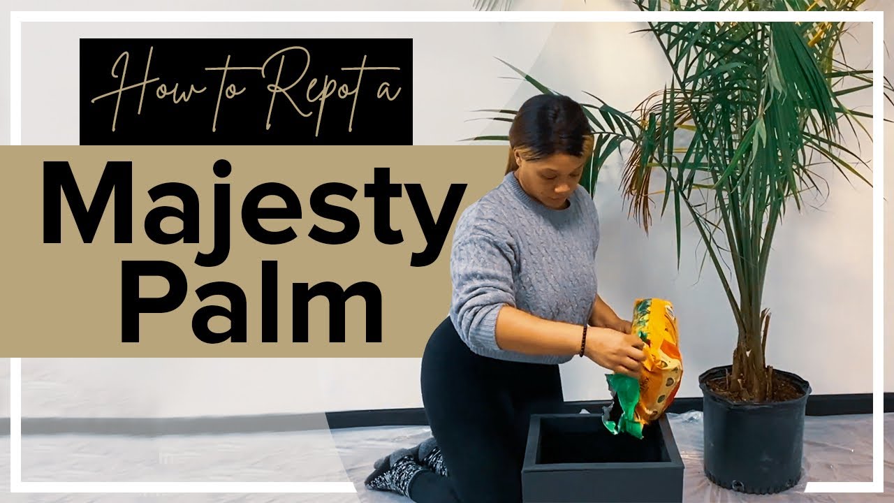Majesty Palm Repotting Guide (Simple Steps to Repot Your Plant)