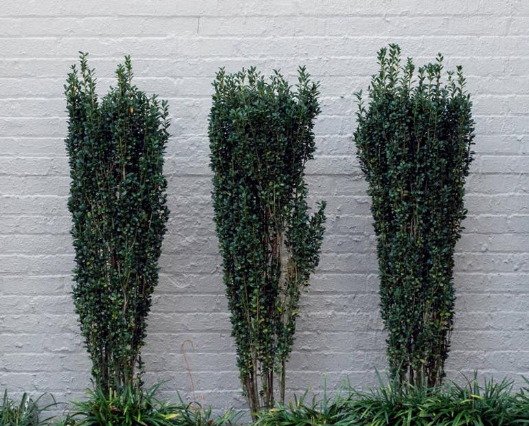 Keep Your Plant Tidy with Sky Pencil Holly Pruning Ways