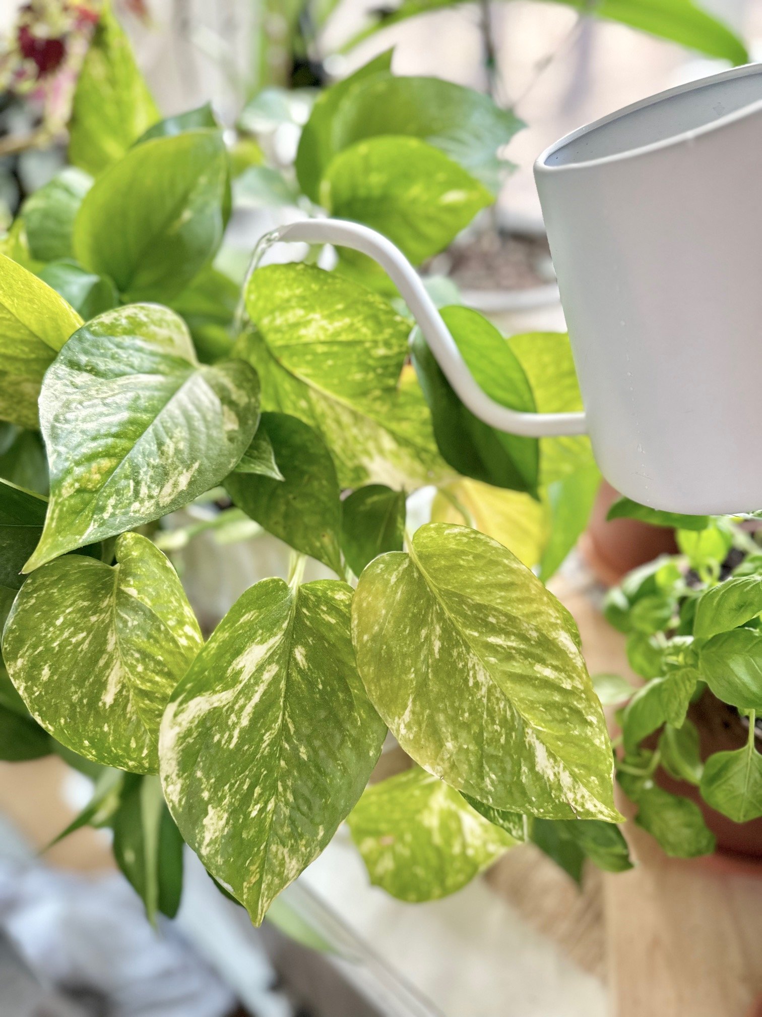 Fertilizing Pothos Plant: Easy Tips for a Happy Houseplant!