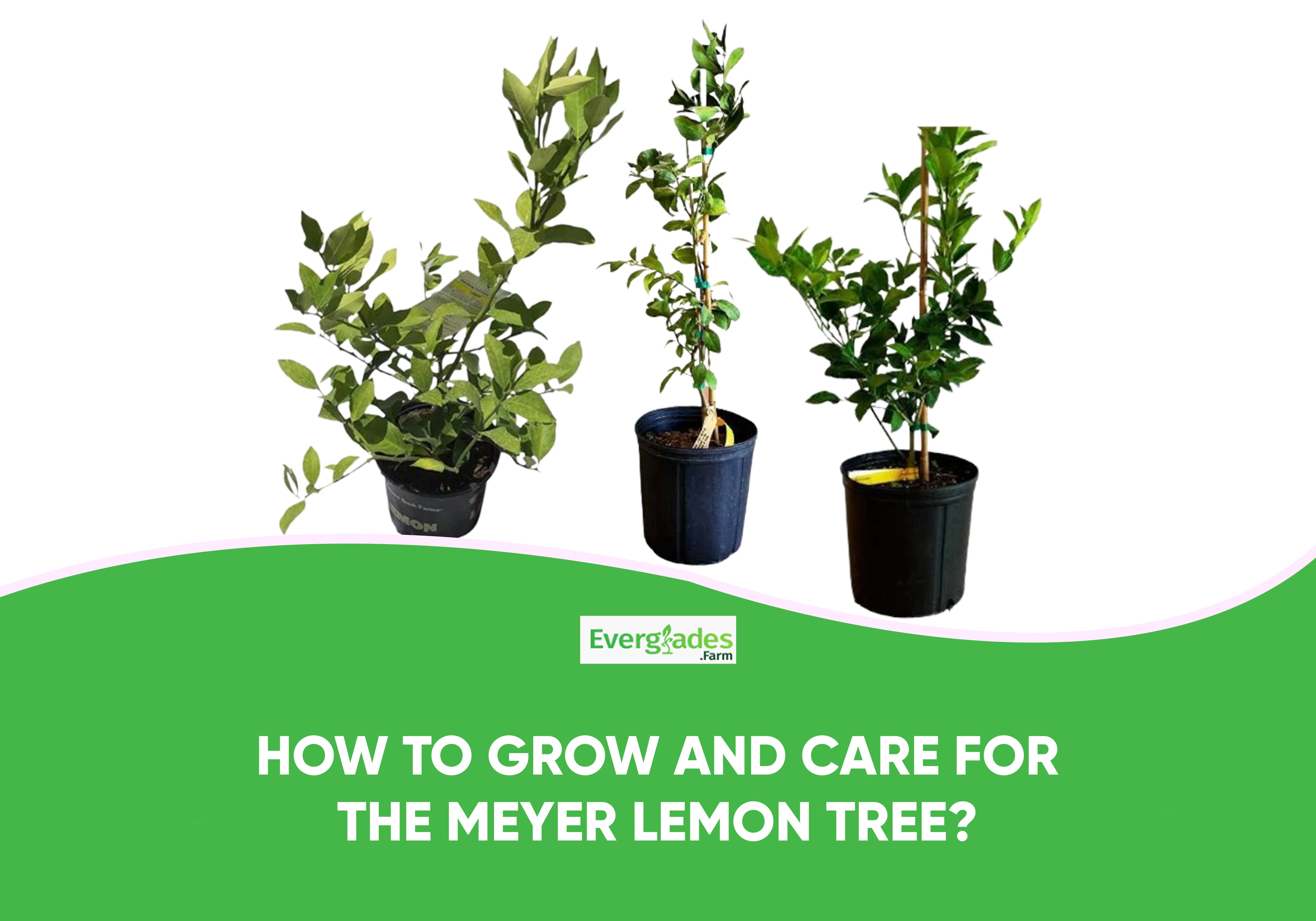 Pruning a Meyer Lemon Tree: Dos and Donts for a Healthy, Happy Plant