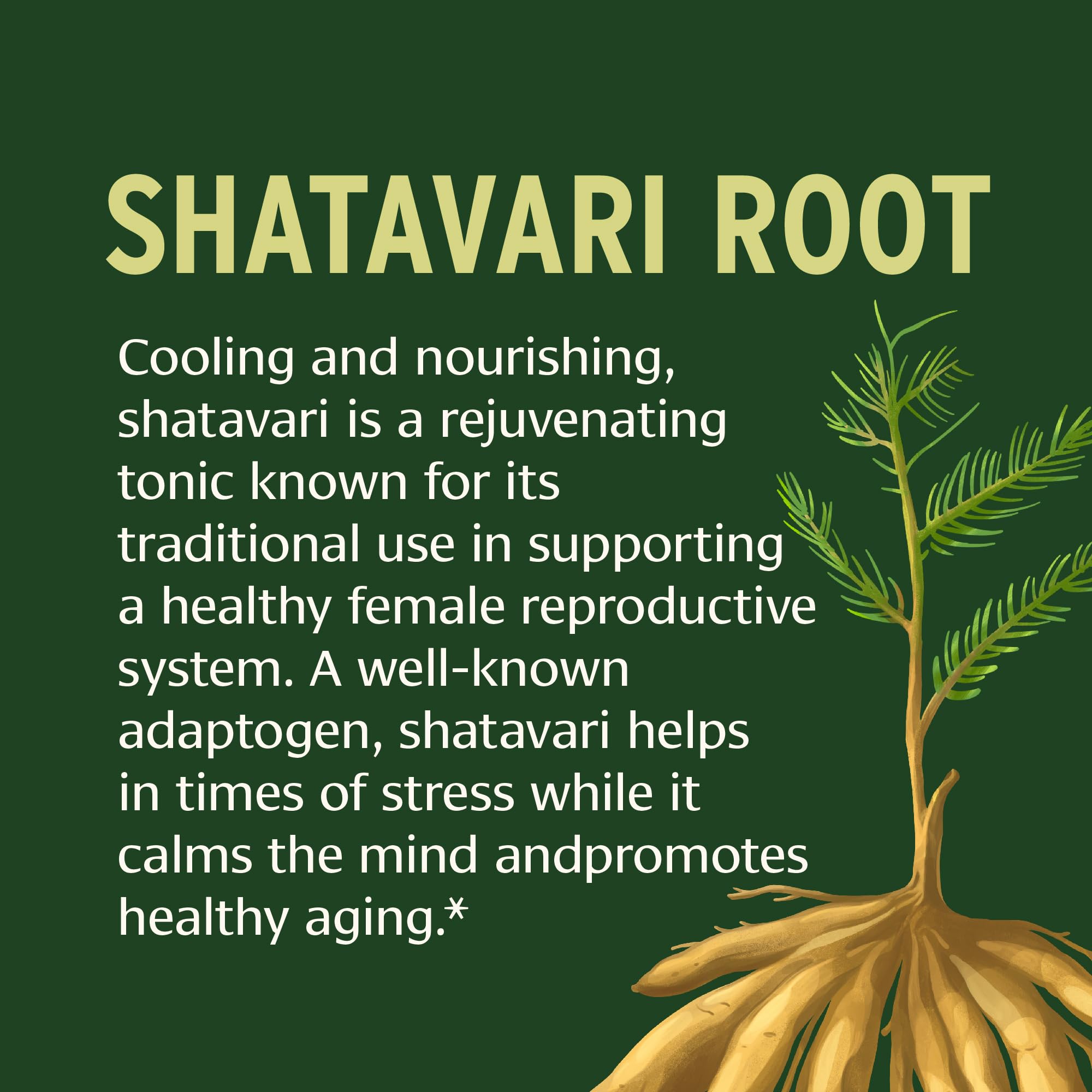 Shatavari and Fertility Benefits: Everything You Need to Know (Easy-to-Understand Guide)
