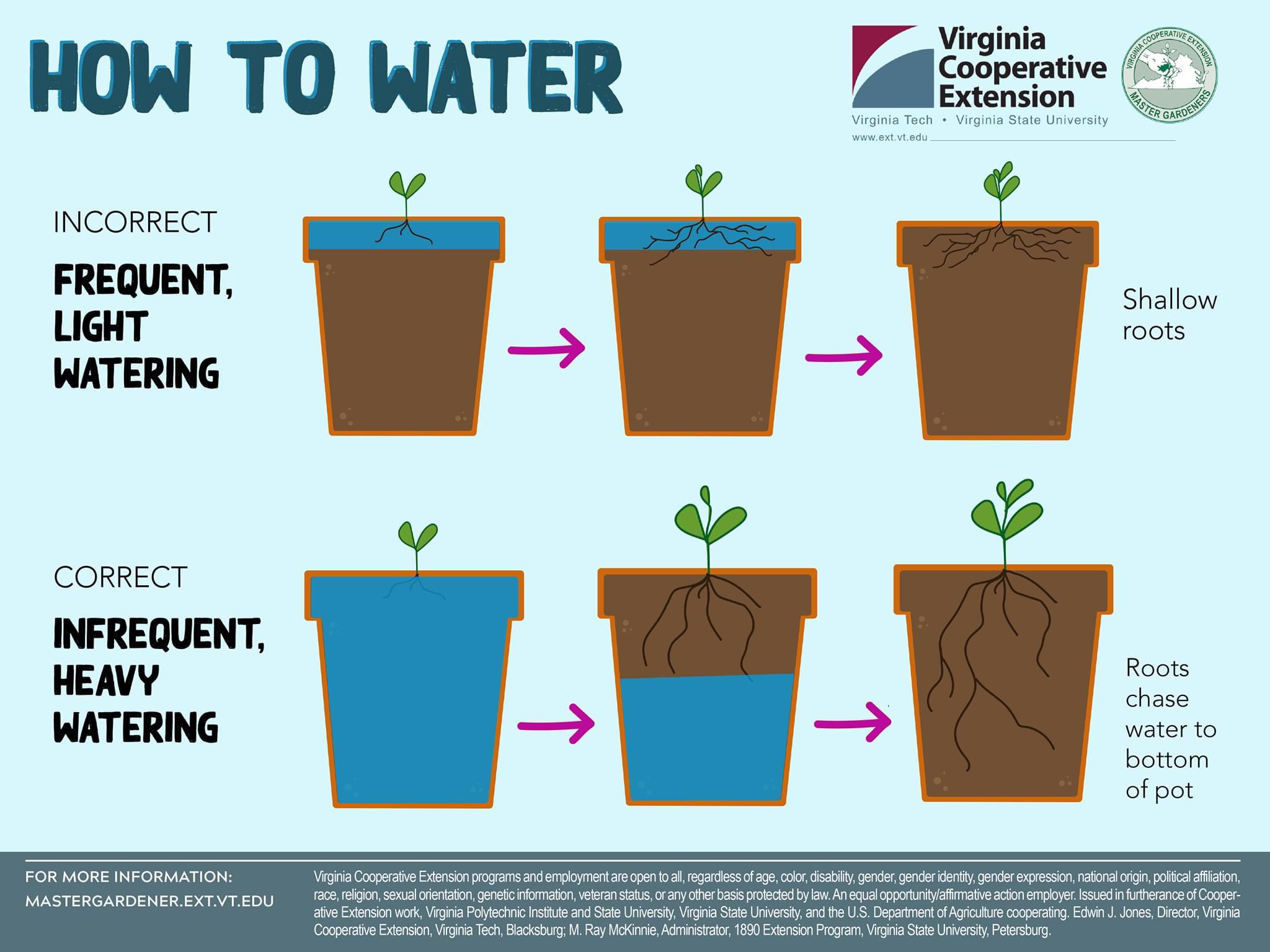 How Long to Wait? Watering Tips for When to Water Plants After Repotting
