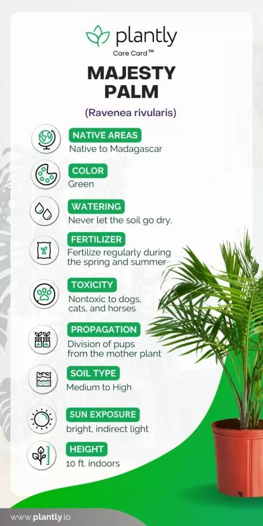 Majesty palm temperature needs: Simple care guide for indoor growing