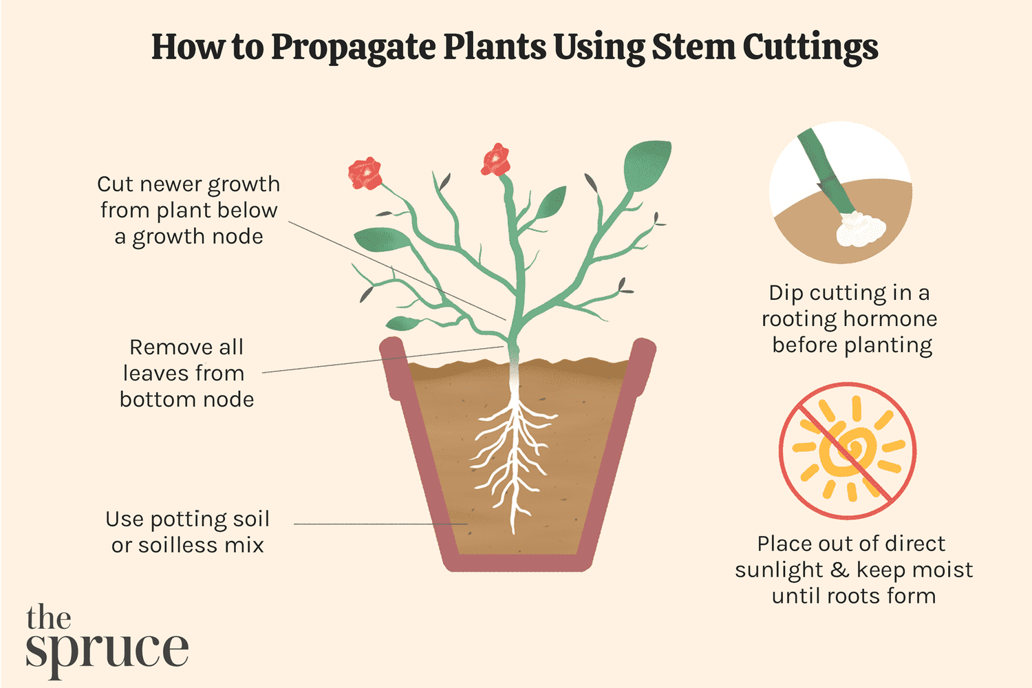 Best Soil for Propagating Cuttings: What You Really Need for Rooting Success in Simple Terms?