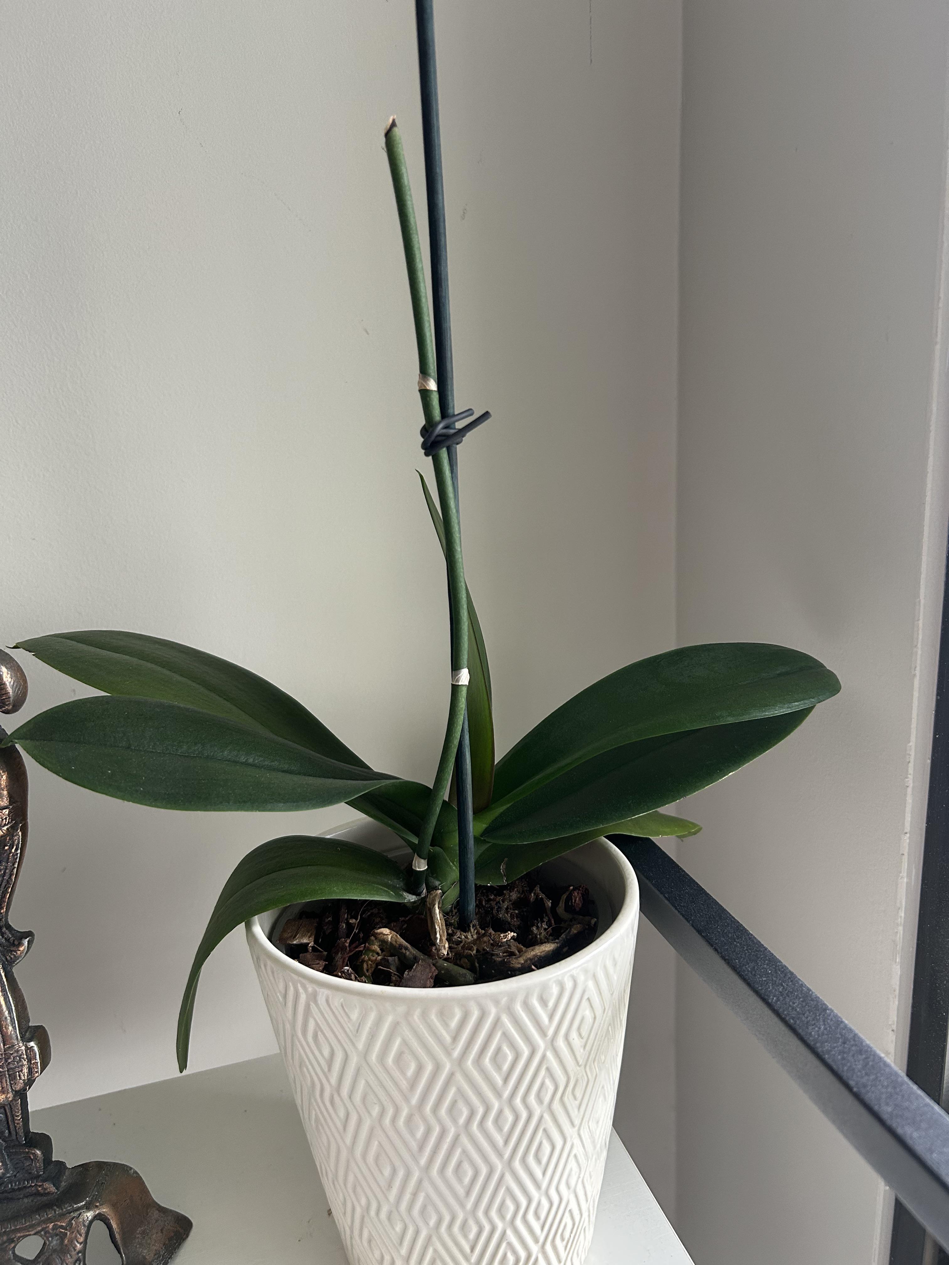Why Does My Orchid Grow Leaves But No Flowers? Lets Find Out!
