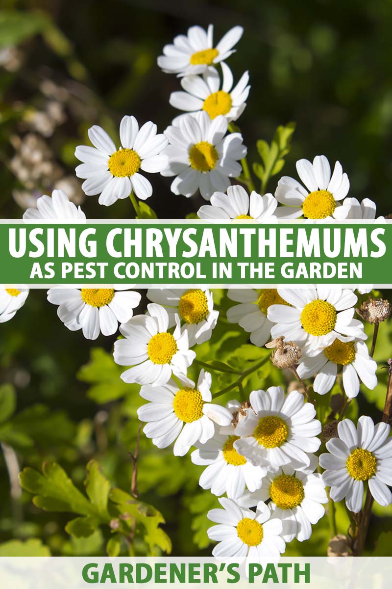 Chrysanthemum Oil Insecticide: How to Use It and Does It Really Work