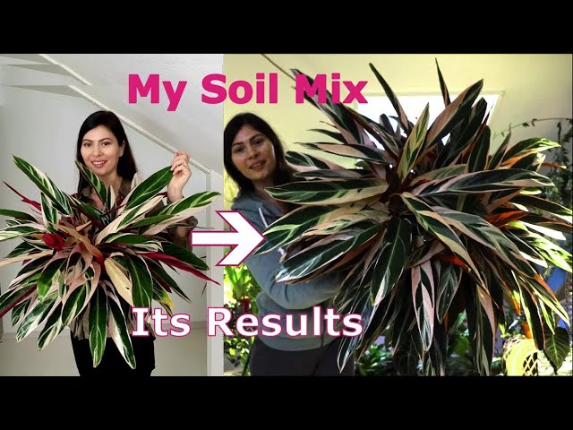 Stromanthe Triostar Soil: Whats the Best Mix? (Simple Tips for Happy Plants)