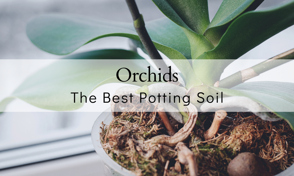 Orchid Soil Requirements Loamy or Not: Find the Perfect Mix Now!
