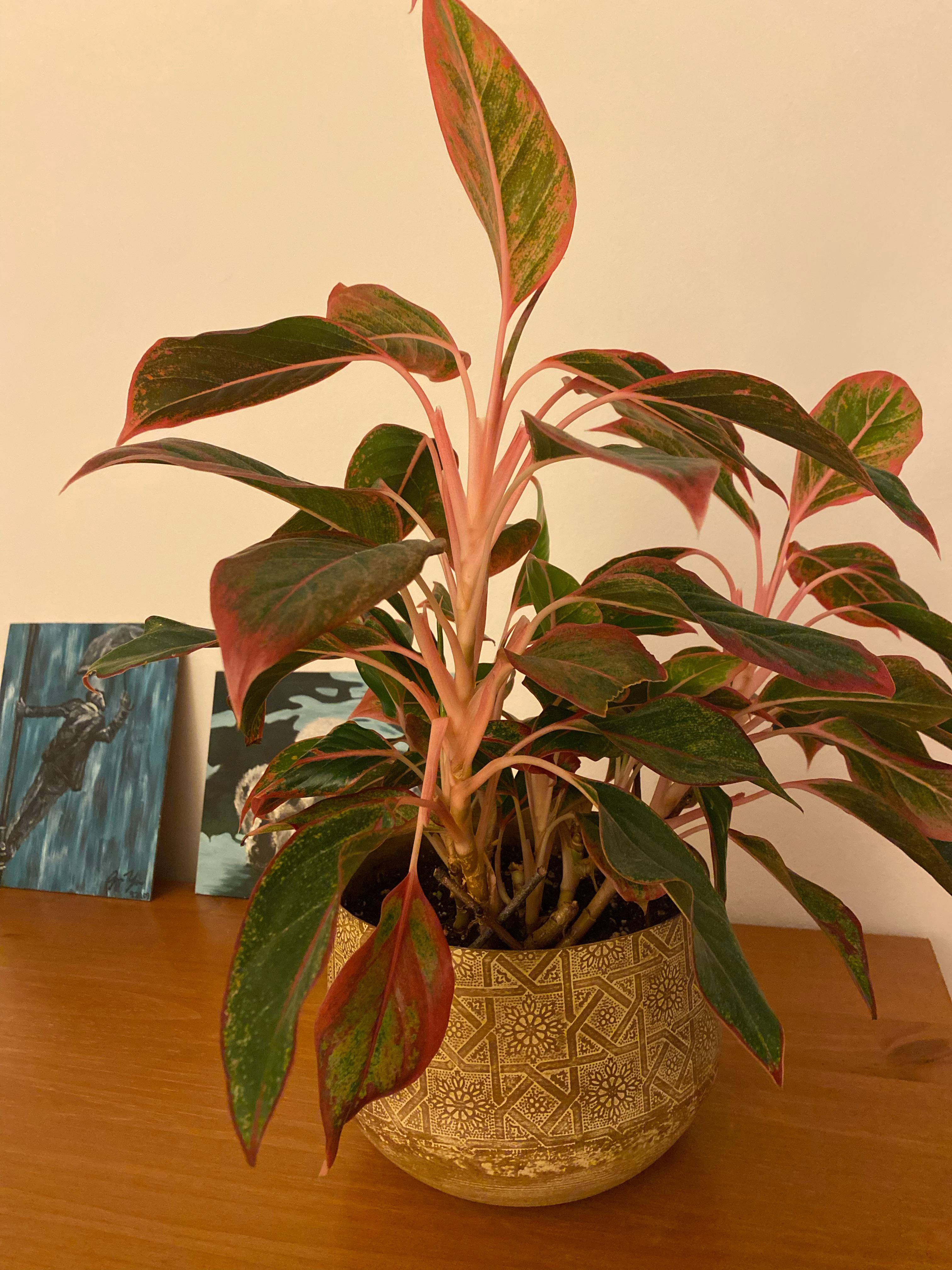 Need to prune your Chinese evergreen? Check out these tips to do it right!