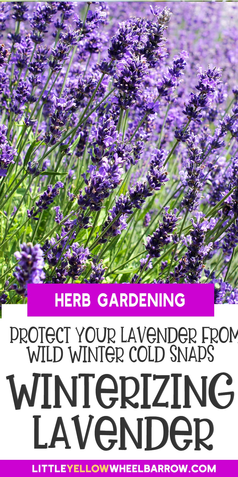 How to Care for Lavender in the Winter Protecting Your Lavender