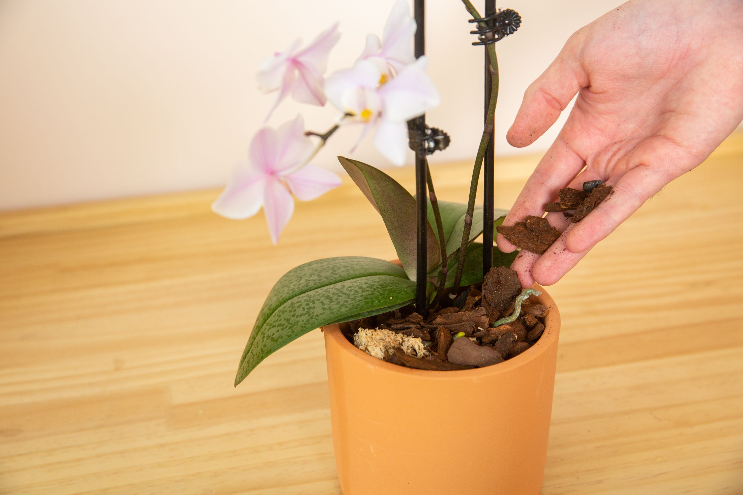 How to care for ground orchids easily, get these simple steps to help your plants thrive now!