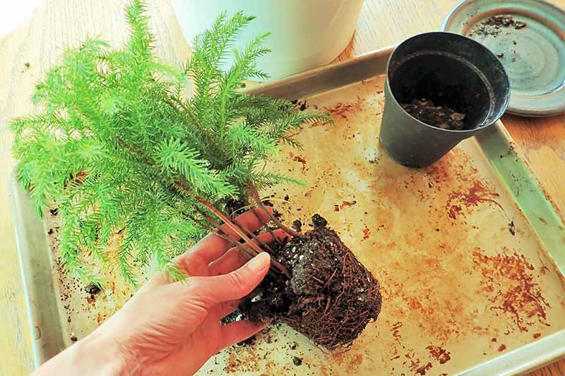 Need to Repot Your Norfolk Pine? (Heres a Quick and Easy Way to Do It!)