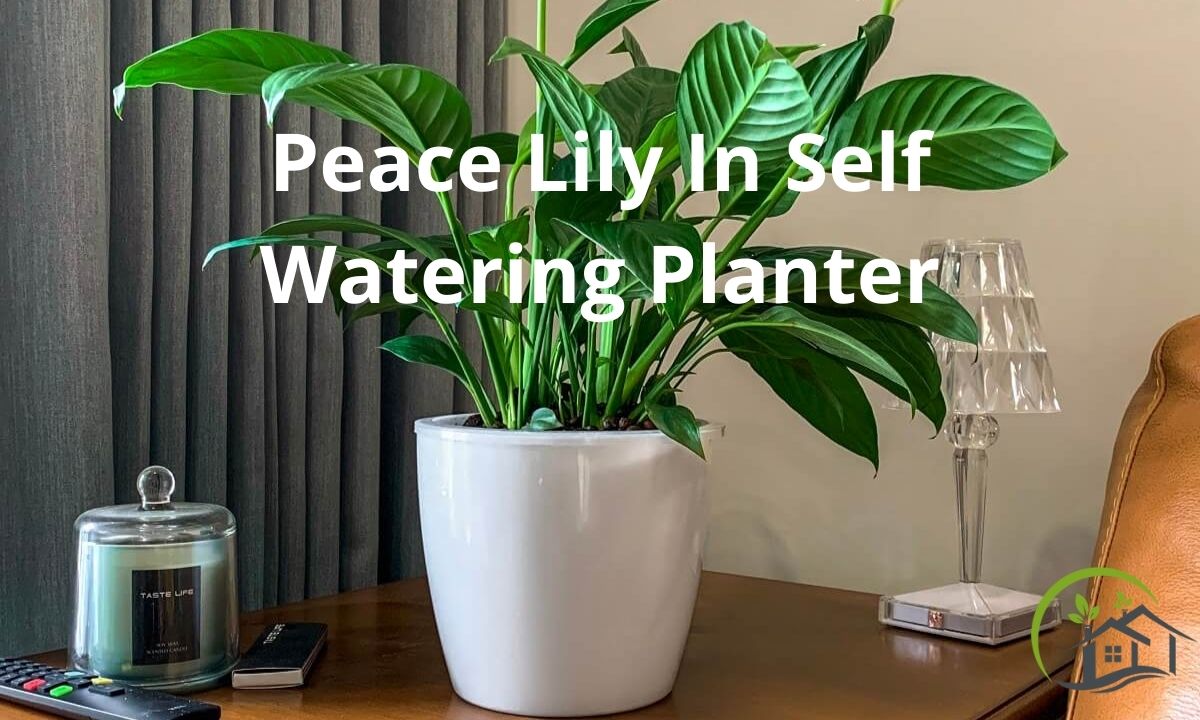 Perfect Plants for Self Watering Pots: Discover Which Plants Love These Pots
