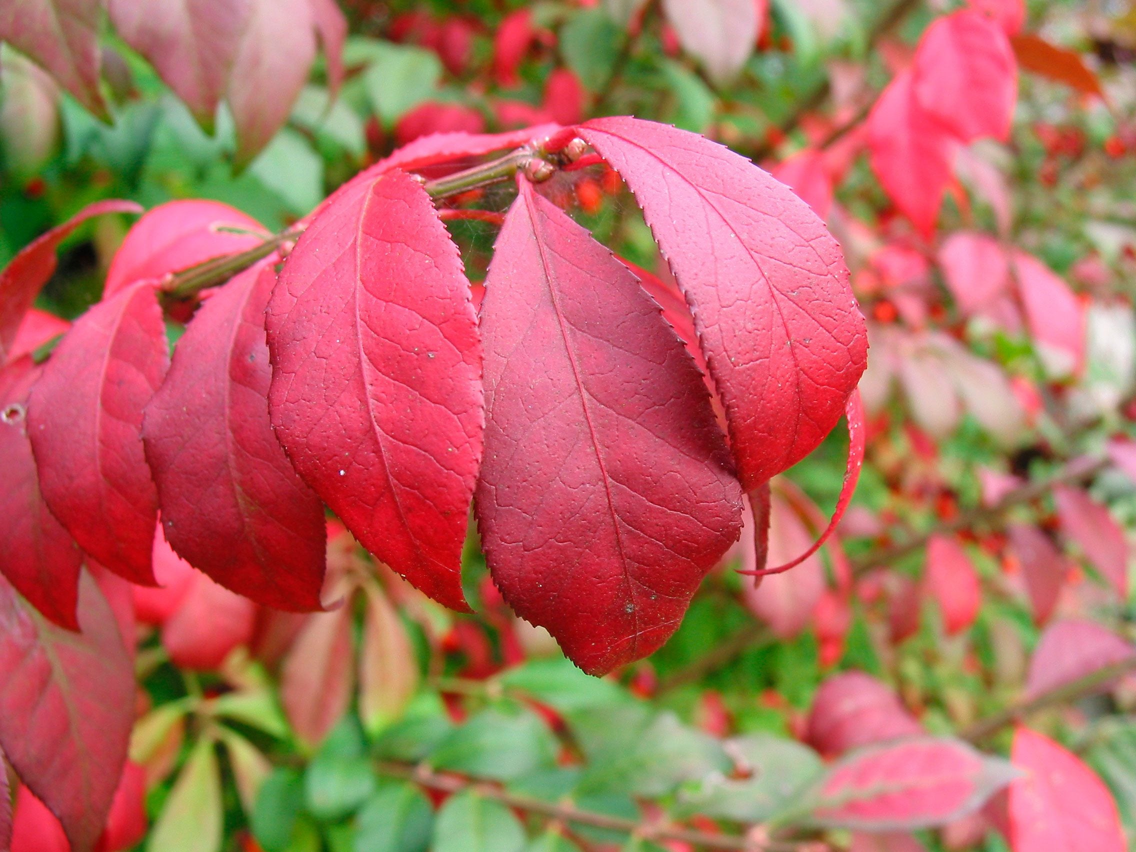 Pruning Burning Bush: How and When to Trim for a Stunning Display in Your Garden This Year