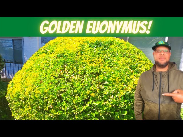 How to Prune Golden Euonymus: Easy Steps for Beginners to Shape Their Plants