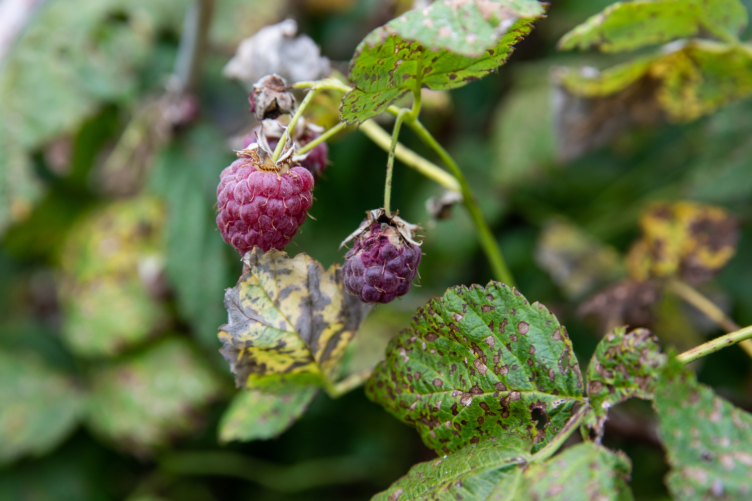 Raspberry Pests and Diseases Pictures: Identify Common Problems Easily