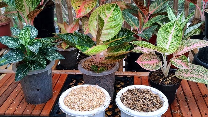 Aglaonema Soil Mix: Whats the Best for Your Chinese Evergreen? Heres a Simple Guide for Beginners