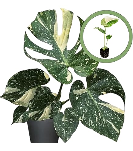 Monstera Thai Constellation Soil: Avoid These Common Mistakes (Expert Advice)