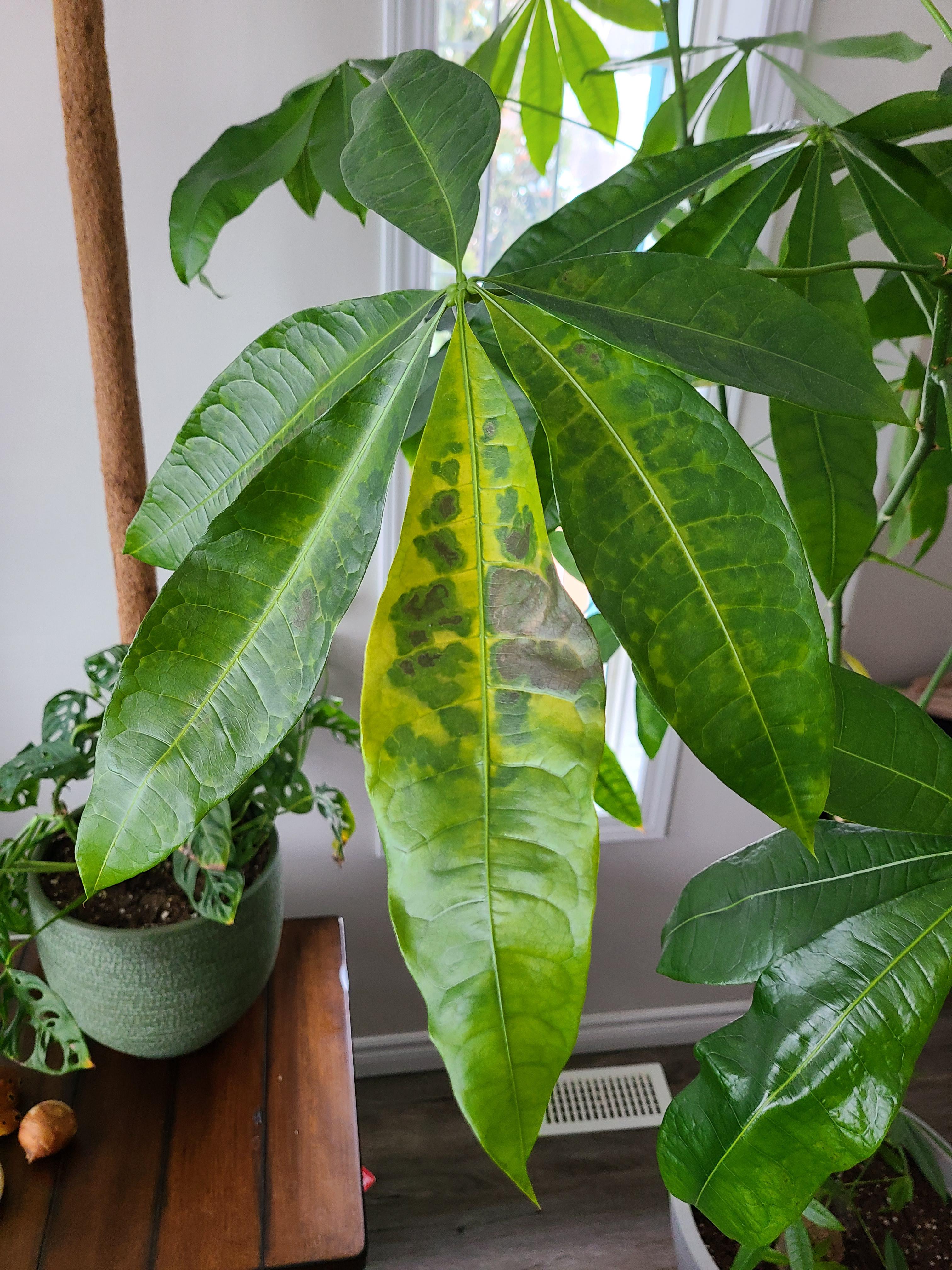 Money tree plant diseases: Easy ways to spot and treat them now!