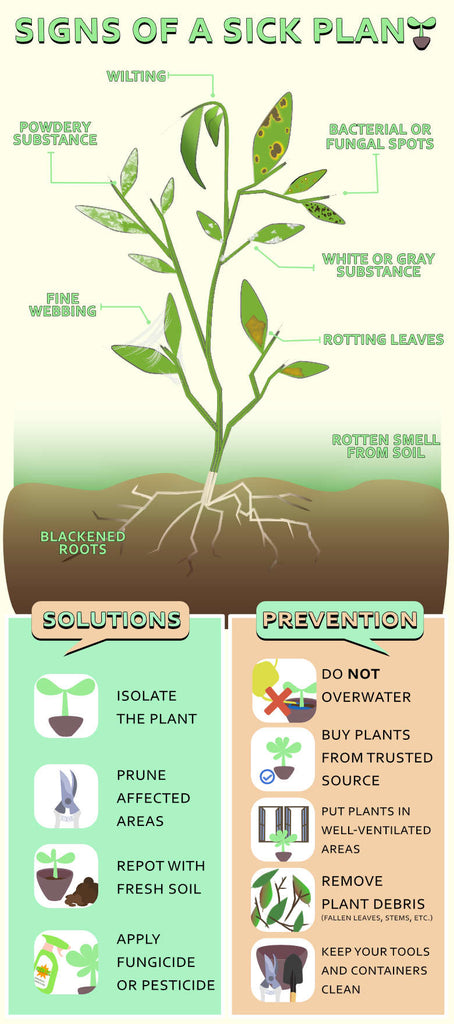 Help! My Plants Look Sick: Could It Be Signs of Over Watering? Find Out