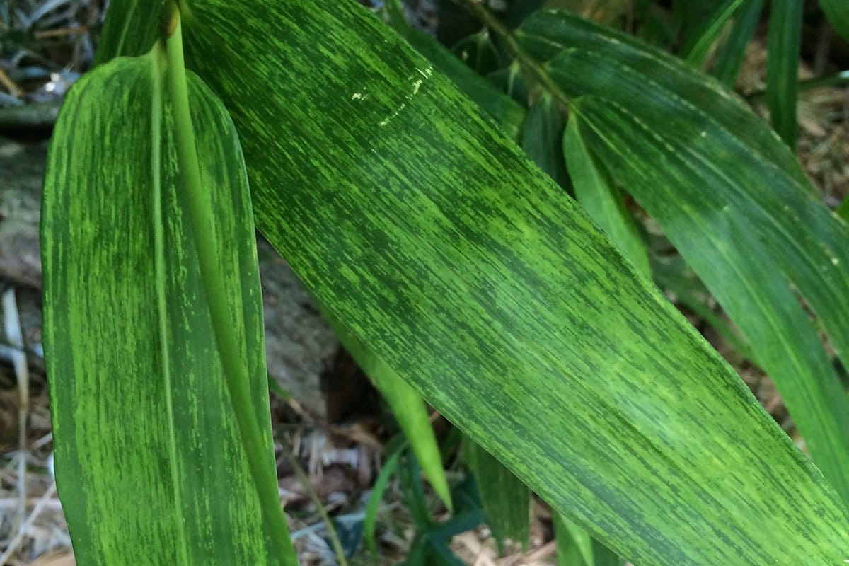 Bamboo Diseases Photos: Recognize the Signs, Save Your Plants!