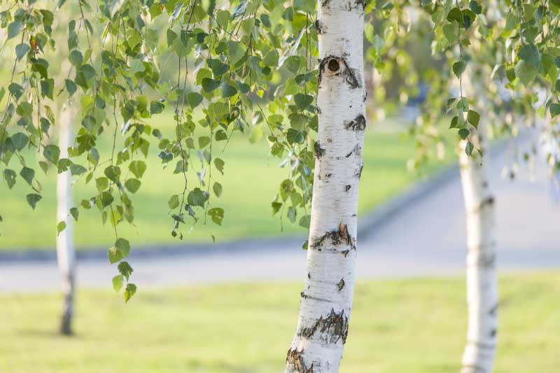 Birch Tree Pests and Diseases: Simple Tips to Keep Your Trees Healthy!