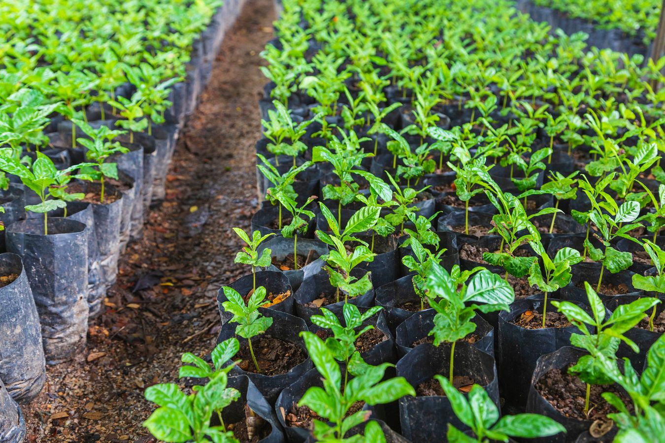 Coffee Plant Soil: What Kind Is Best for Your Plant?