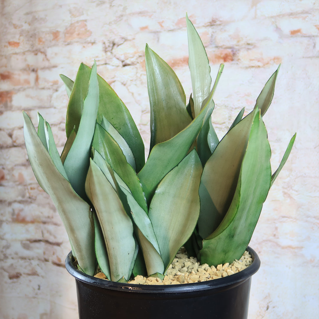 Buy Moonlight Snake Plant Online: Where to Find the Best Deals