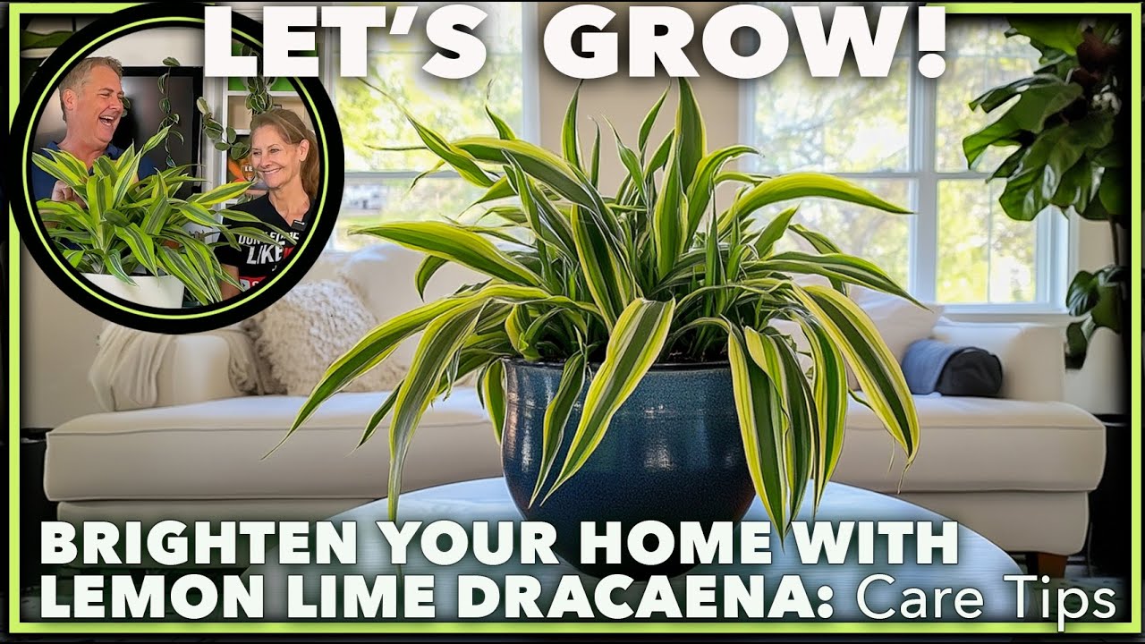 Lemon Lime Dracaena Care: Simple Steps for Healthy Growth.