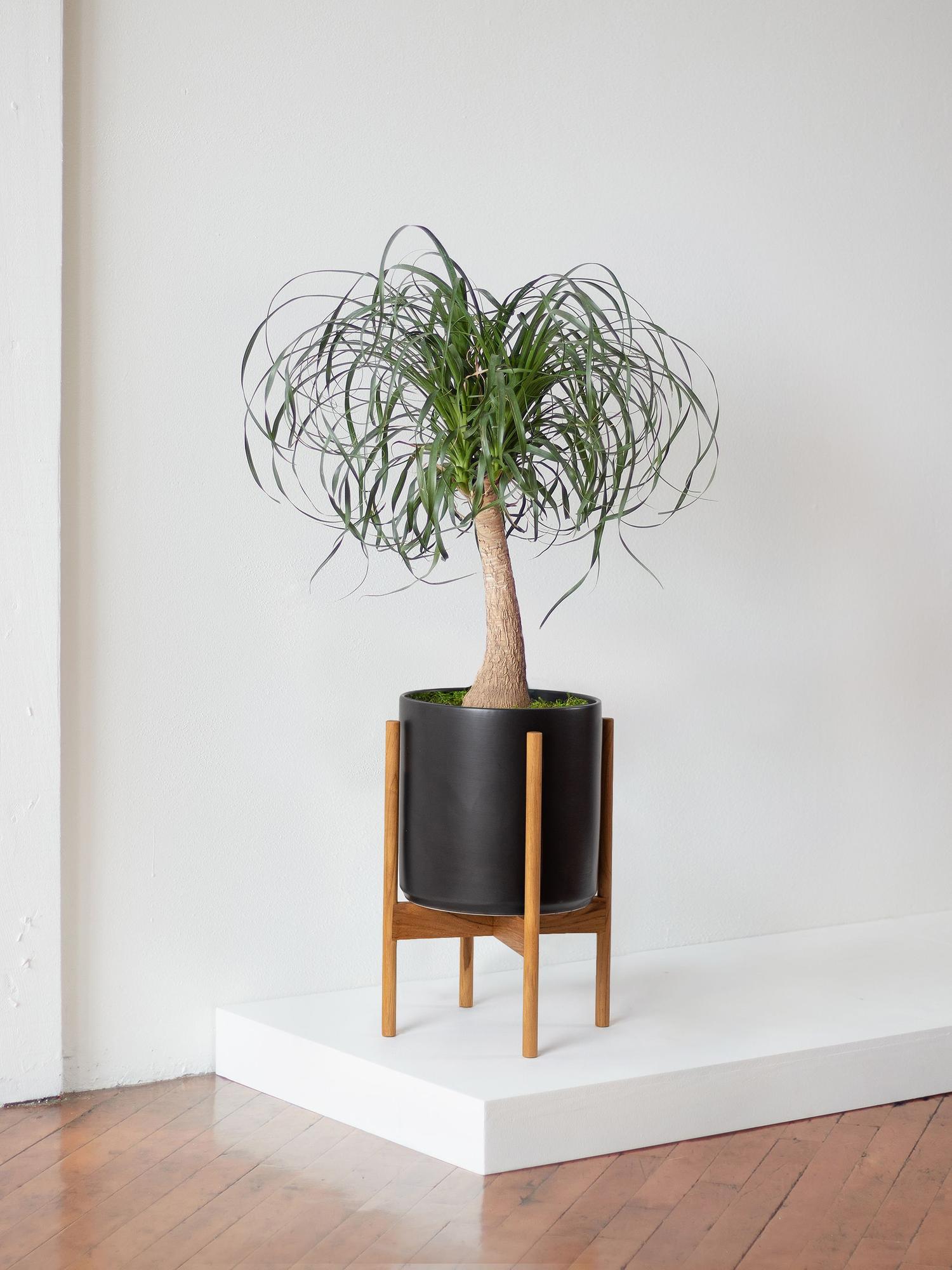 Elevate Your Ponytail Palm: Choosing the Right Plant Stand!