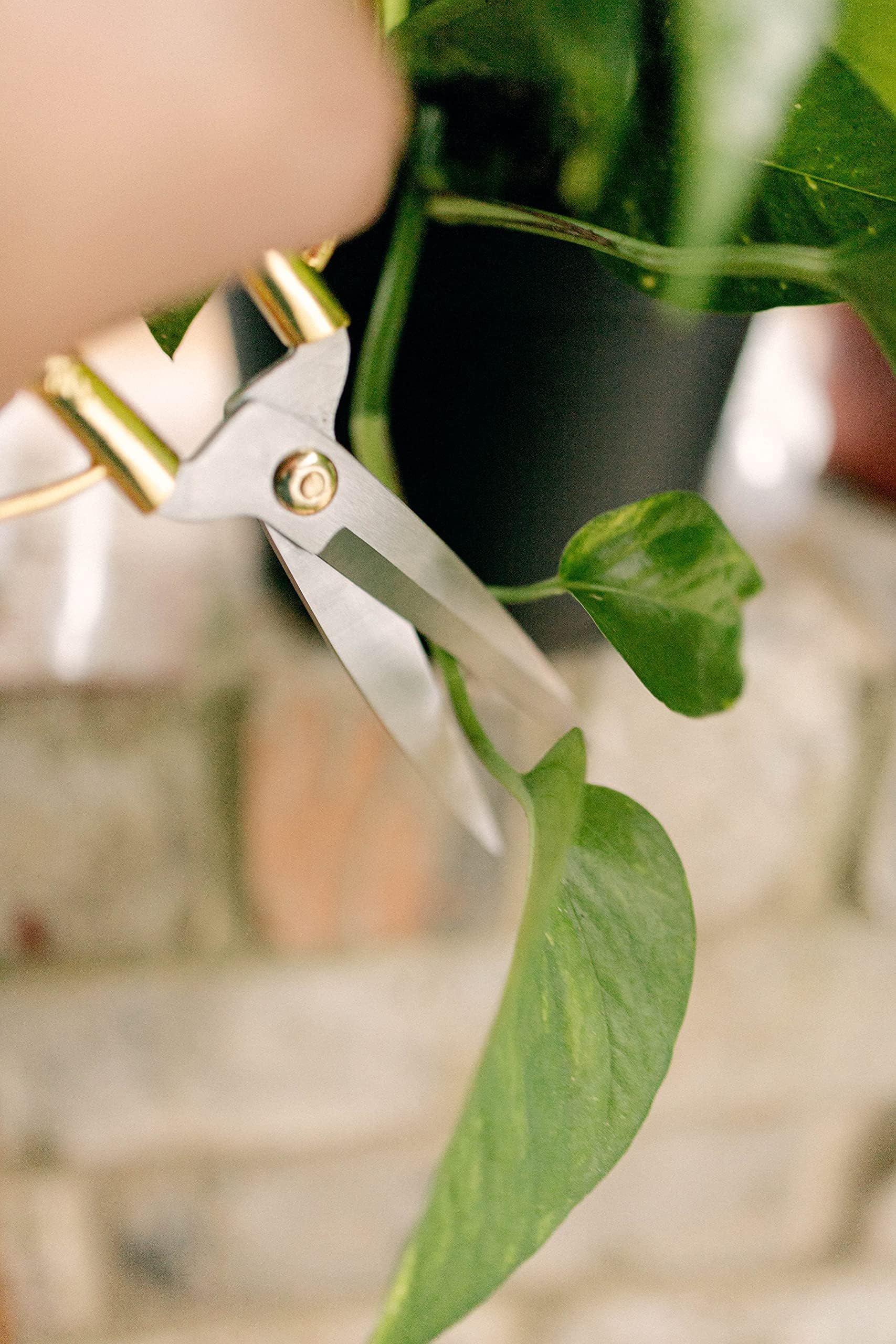 Best Indoor Plant Scissors: A Guide for Plant Lovers