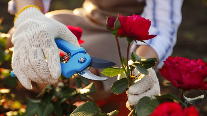 How to choose Rose Bush Gardening Gloves Like a pro