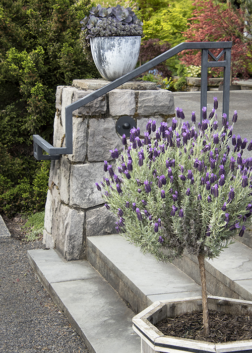 Want a thriving garden? Ultimate Guide:How to Care for Spanish Lavender Plants