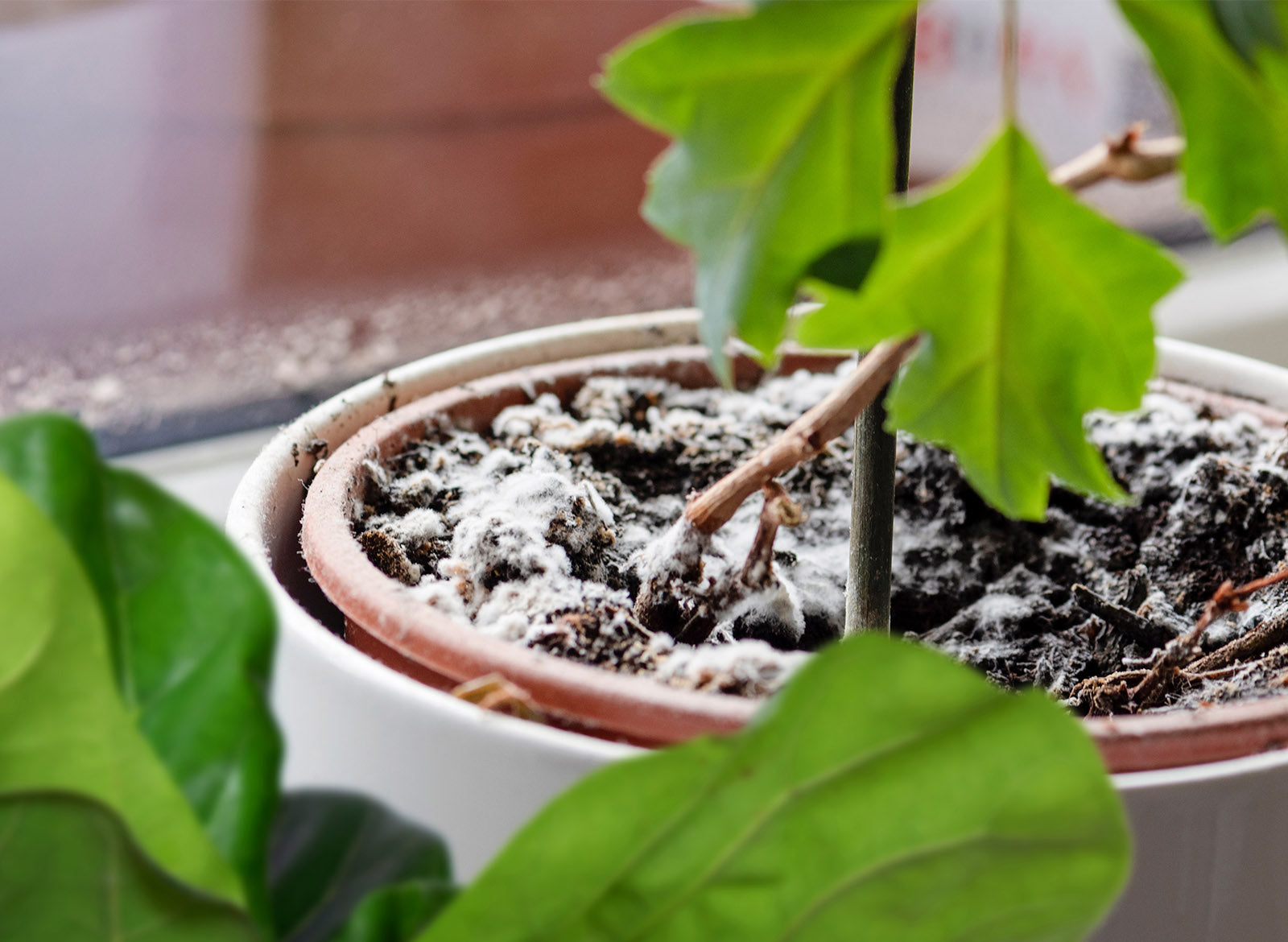 Is flowerpot fungus harmful? Learn how to identify and remove it!