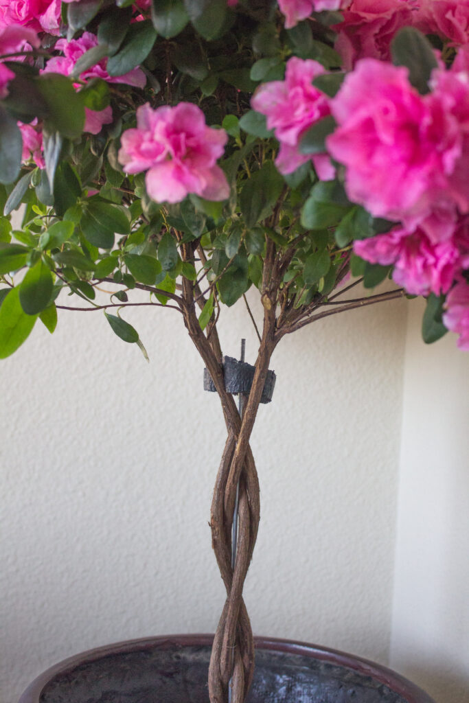 Azalea Tree Care Braided: Get Blooming Success with These Pro Tips!