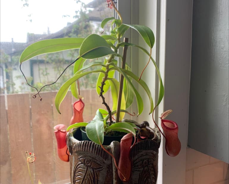 Why is Pitcher Plant Pruning Important? (Keep Your Plant in Top Shape Easily!)
