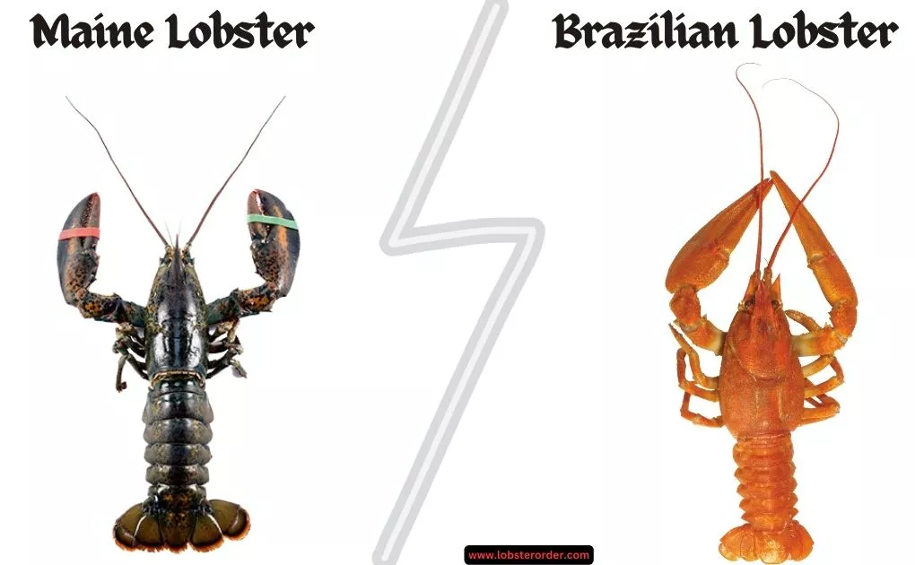 Shovel Lobster vs Brazilian Lobster: Whats the Difference?