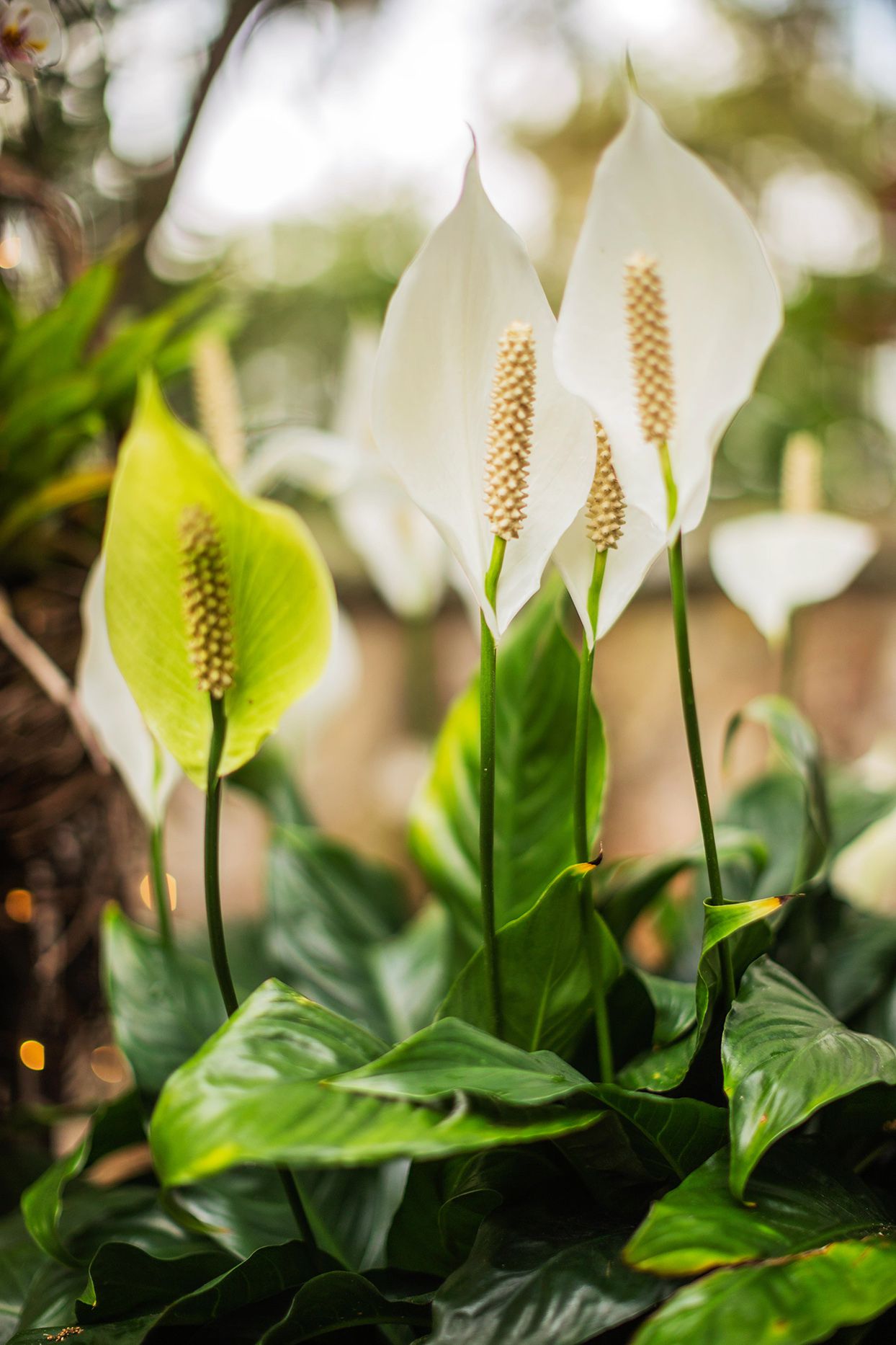 White Anthurium Peace Lily Temperature: Simple Care Tips!