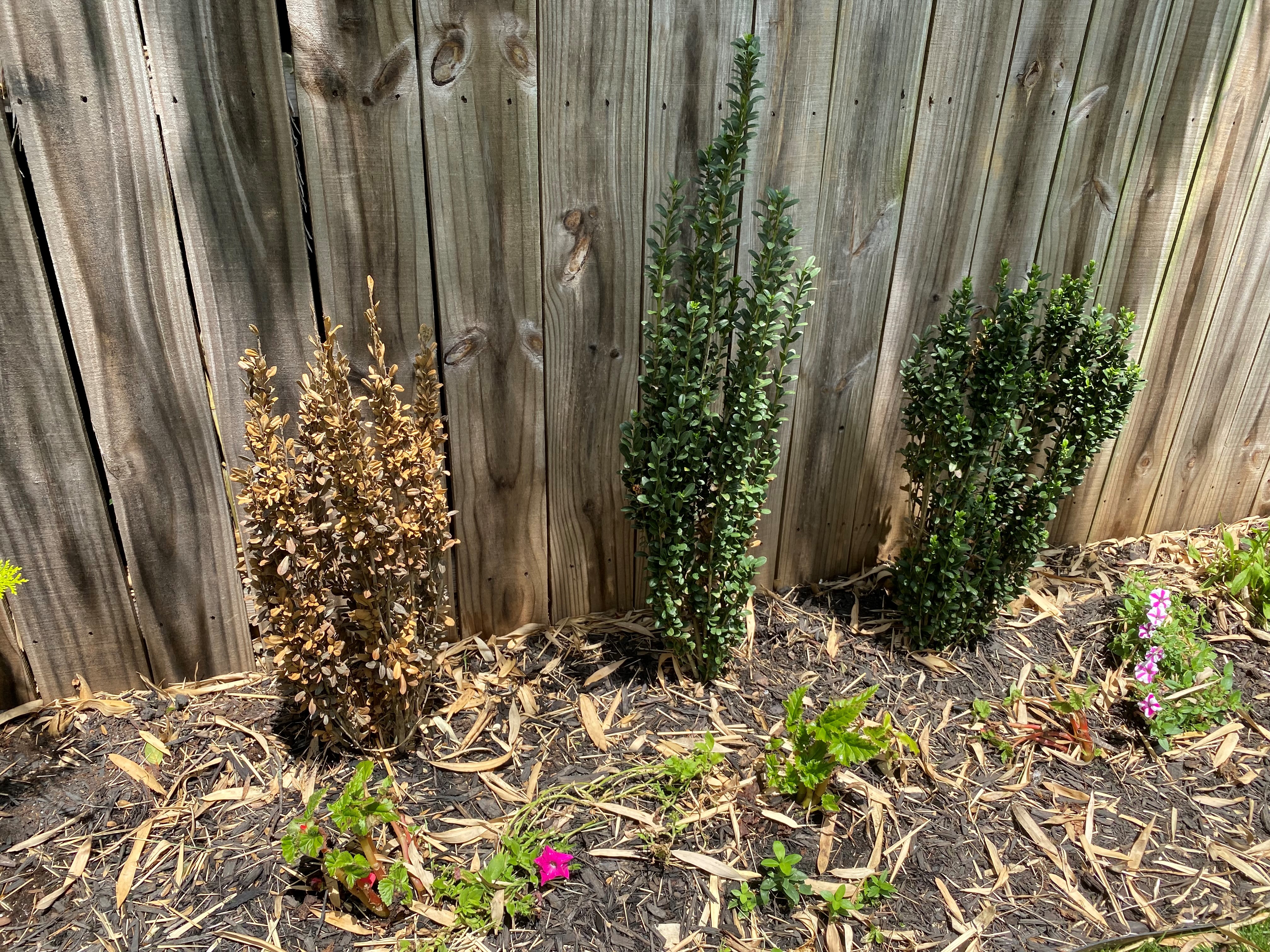 Common Sky Pencil Holly Diseases and How to cure them.