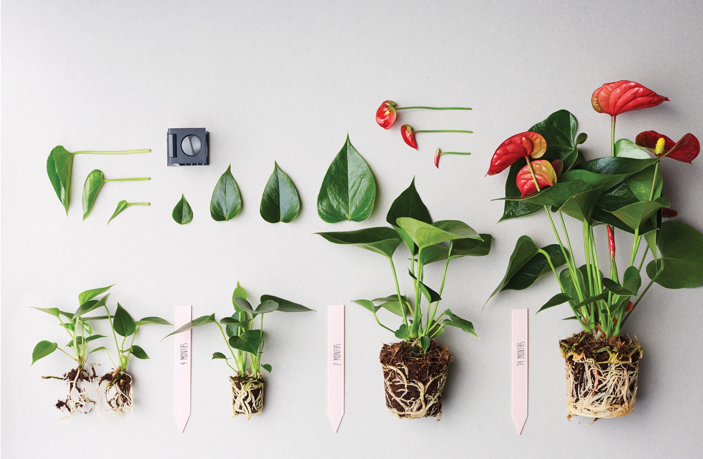 How to Prune Anthuriums (Simple Guide for Beginners)