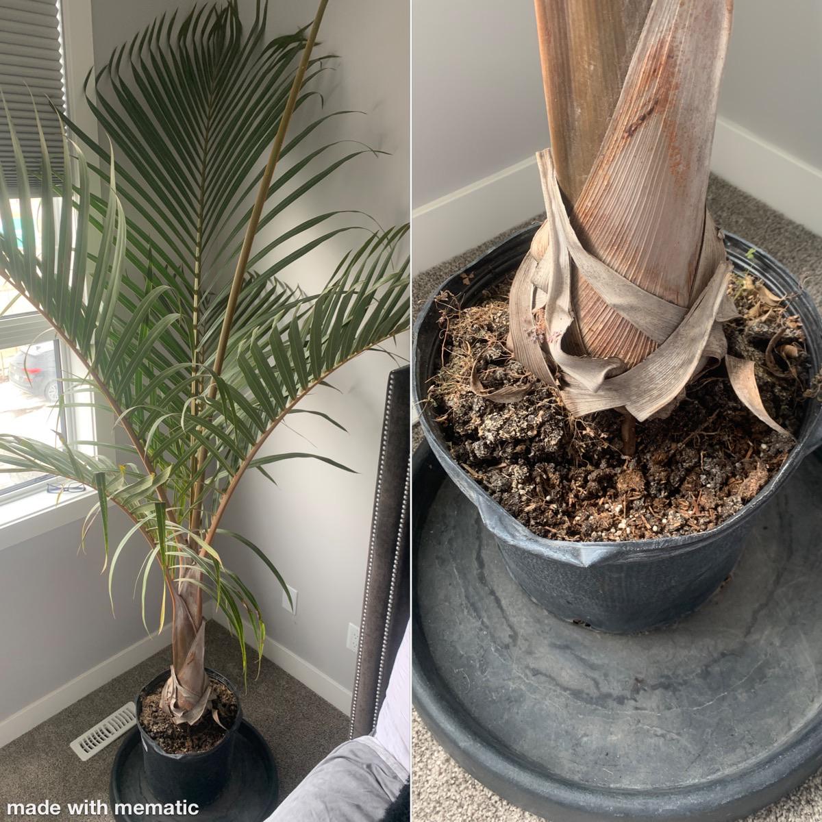 Need to Repot Your Palm? (Best Soil & Pot Size for Palm Tree Repotting)