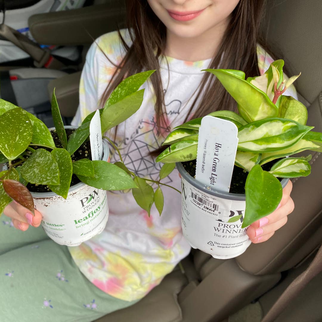 Is a Green Light Hoya Right for You? (Pros & Cons of This Plant)