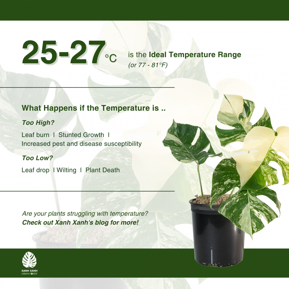 Monstera Outside Temperature Guide: Simple Tips to Keep Your Plant Happy Outdoors!