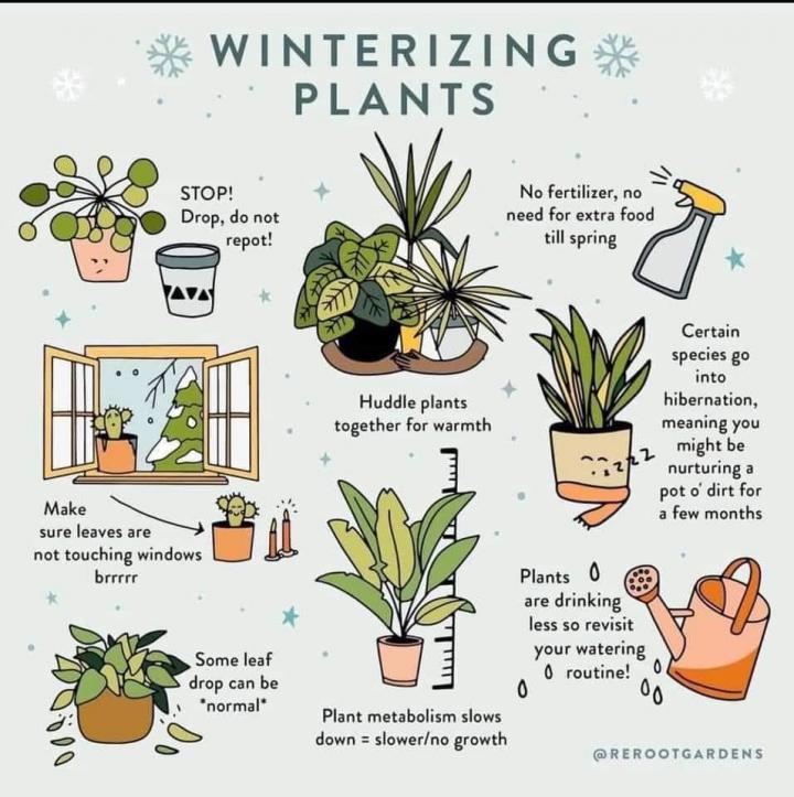 Should You Fertilize Houseplants in Winter? Simple Guide for Beginners!